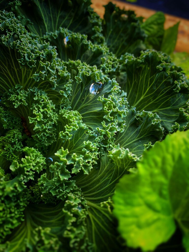 Sources de calcium végétal pour des dents fortes
